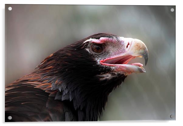 Wedge-Tailed Eagle Portrait Acrylic by Carole-Anne Fooks
