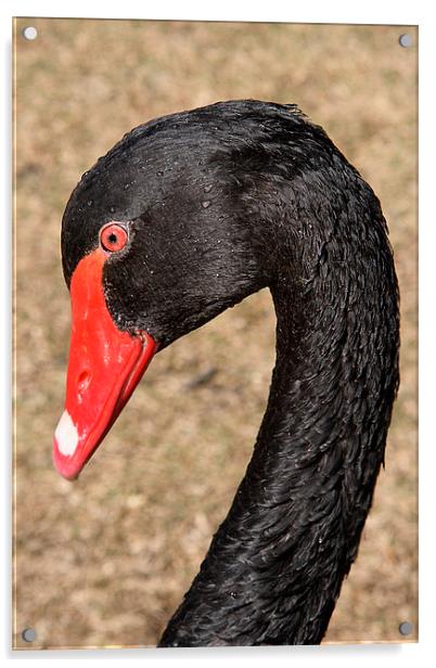 Portrait of a Black Swan Acrylic by Carole-Anne Fooks