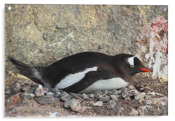 Gentoo Penguin on its Pebble Nest Acrylic by Carole-Anne Fooks