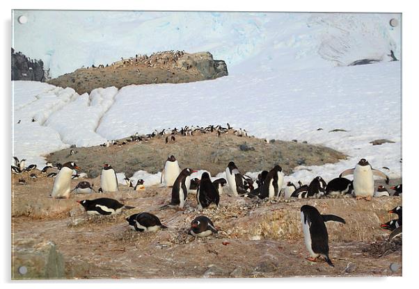 Gentoo Penguins On Trinity Island Acrylic by Carole-Anne Fooks