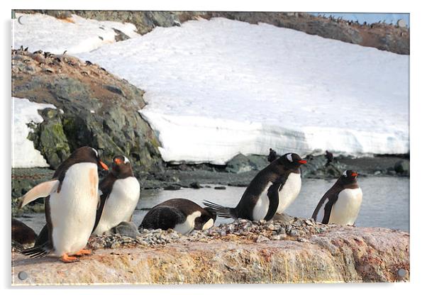 Gentoo Penguins In The Rookery Acrylic by Carole-Anne Fooks