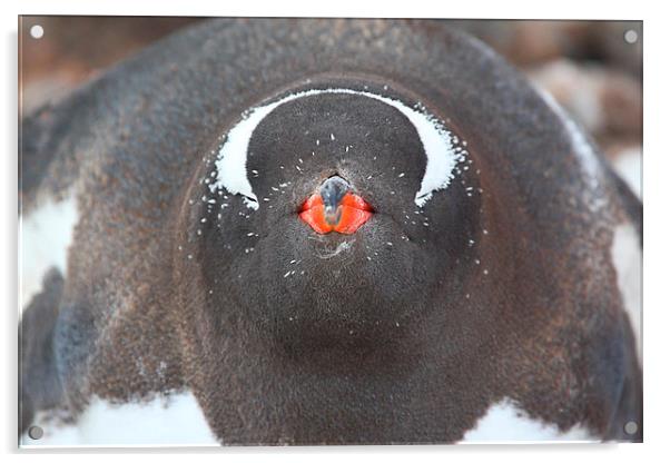 Full Face Penguin Portrait Acrylic by Carole-Anne Fooks