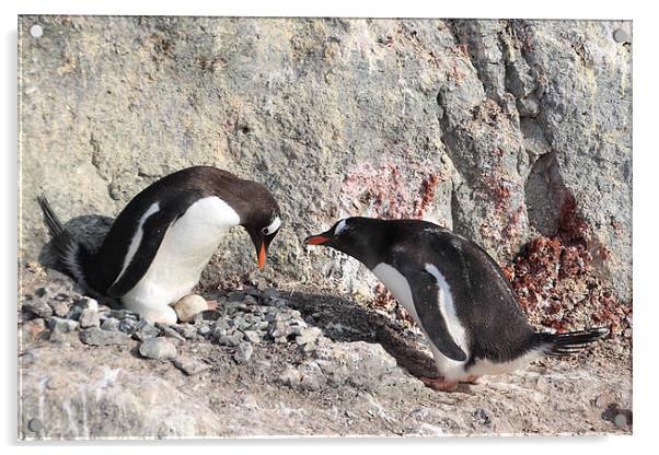 Gentoo Penguins Pair Bonding Acrylic by Carole-Anne Fooks