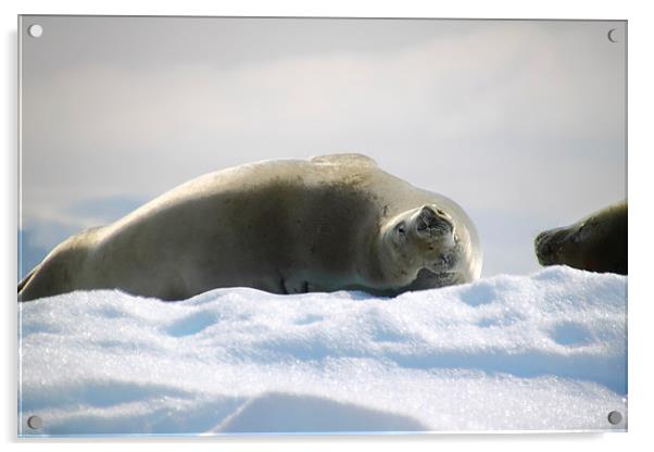 Crabeater Seal Enjoying the Sun Acrylic by Carole-Anne Fooks