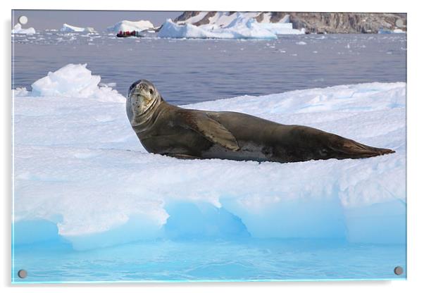 Leopard Seal Resting on an Ice Floe Acrylic by Carole-Anne Fooks