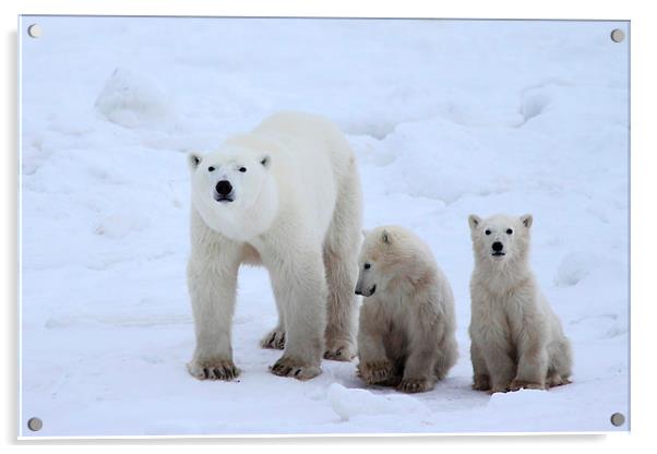 Family Portrait #2 - Polar Bears Acrylic by Carole-Anne Fooks