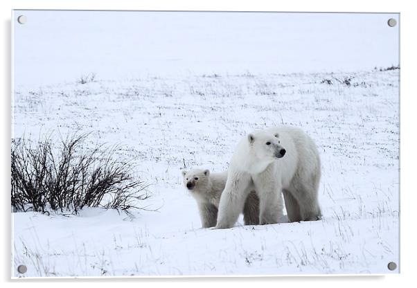 Polar Bears On The Tundra Acrylic by Carole-Anne Fooks