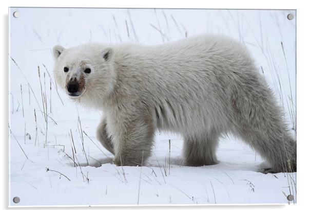 Polar Bear Cub Acrylic by Carole-Anne Fooks