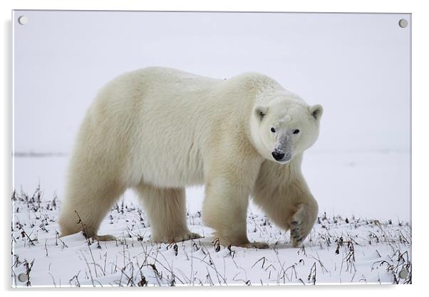 Large Prowling Polar Bear Acrylic by Carole-Anne Fooks