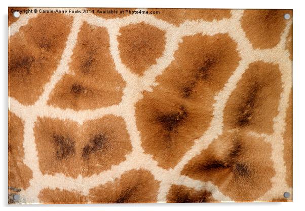 Rothschilds Giraffe Hide Acrylic by Carole-Anne Fooks