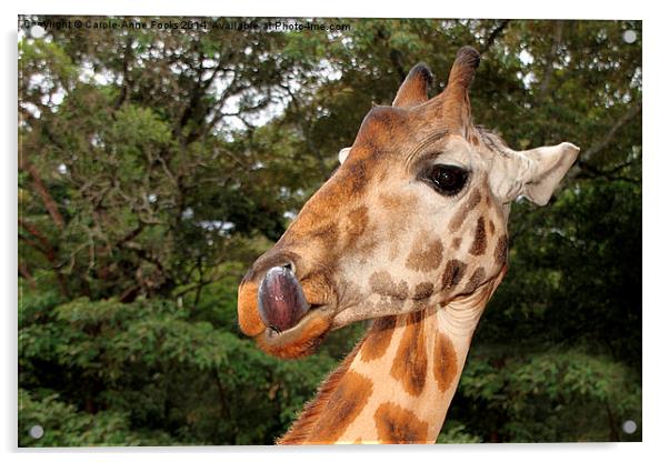 Rothschilds Giraffe Portrait, Nairobi, Kenya Acrylic by Carole-Anne Fooks