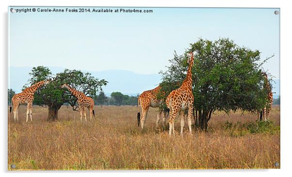 Rothschilds Giraffes Feeding, Lake nakuru, Kenya Acrylic by Carole-Anne Fooks