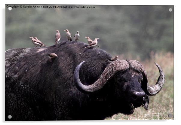 African Buffalo with Oxpeckers Acrylic by Carole-Anne Fooks
