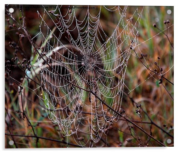 Spider Web with Water Doplets on a Foggy Morning Acrylic by Carole-Anne Fooks