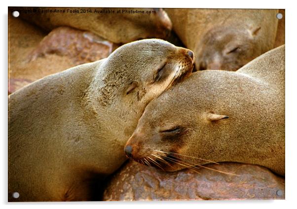 Cuddling Cousins - Cape Fur Seals Acrylic by Carole-Anne Fooks