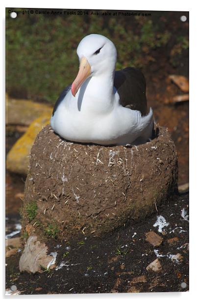 Nesting Black-browed Albatross Acrylic by Carole-Anne Fooks