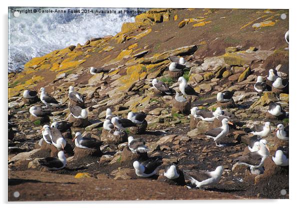 Black-browed Albatross Rookery Acrylic by Carole-Anne Fooks