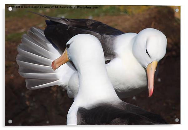 Pair bonding Black-browed Albatross Acrylic by Carole-Anne Fooks