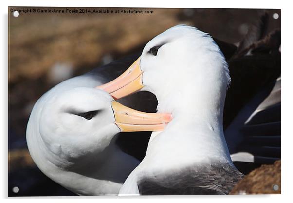 Pair bonding Black-browed Albatross Acrylic by Carole-Anne Fooks