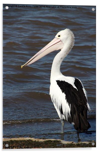   Australian Pelican Acrylic by Carole-Anne Fooks