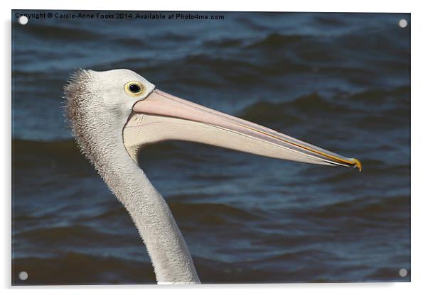  Pelican portrait Acrylic by Carole-Anne Fooks