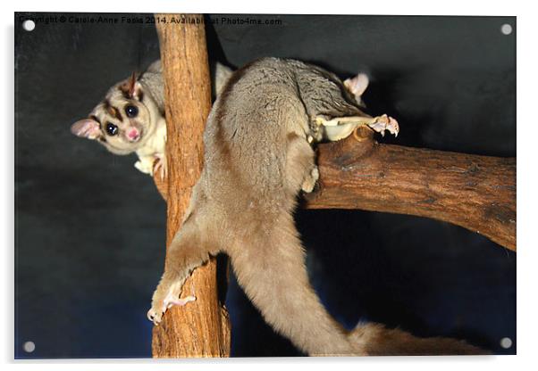  Mahogany Glider Acrylic by Carole-Anne Fooks