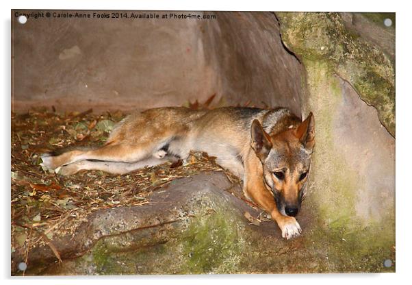  Australian Dingo Acrylic by Carole-Anne Fooks