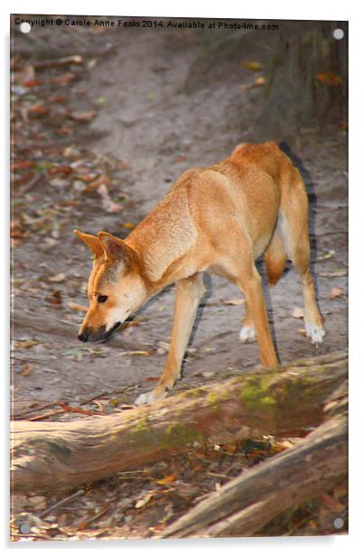   Australian Dingo Acrylic by Carole-Anne Fooks