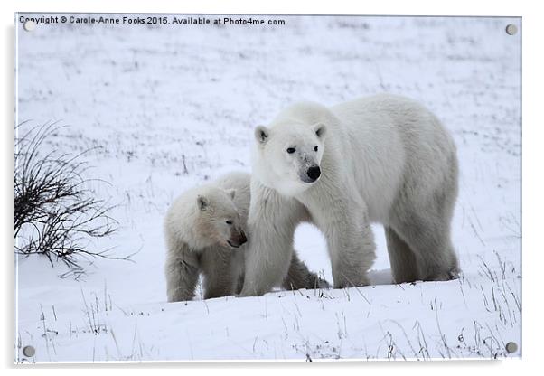  Polar Bear & Her Cub, Churchill, Canada Acrylic by Carole-Anne Fooks