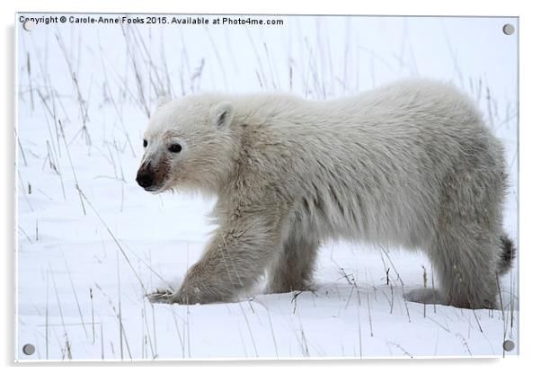  Baby Polar Bear Acrylic by Carole-Anne Fooks