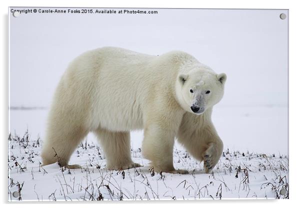  Polar Bear, Churchill, Canada Acrylic by Carole-Anne Fooks