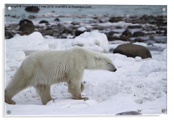  Stiding Out, Large Male Polar Bear Acrylic by Carole-Anne Fooks