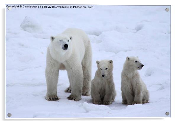  Polar Bear Family Portrait Acrylic by Carole-Anne Fooks
