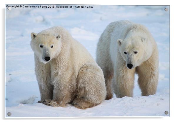  Polar Bears, Churchill, Canada Acrylic by Carole-Anne Fooks