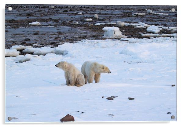   Polar Bears Canada Acrylic by Carole-Anne Fooks