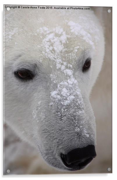  Polar Bear Portrait Acrylic by Carole-Anne Fooks