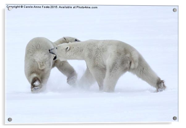   Polar Bear Skirmish Acrylic by Carole-Anne Fooks