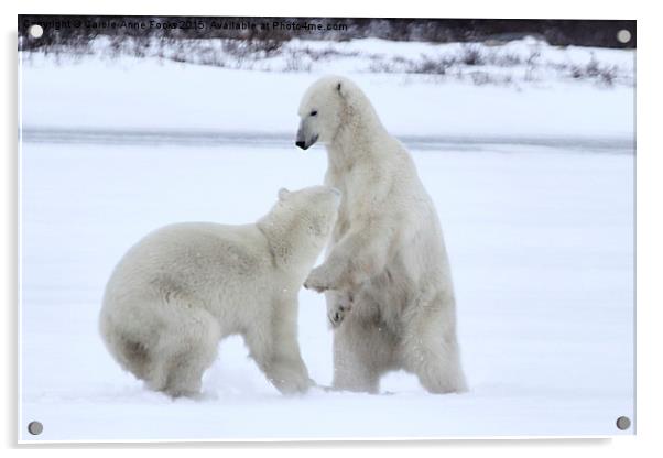  Polar Bear Stoush Acrylic by Carole-Anne Fooks