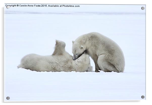  Polar Bear Stoush Acrylic by Carole-Anne Fooks