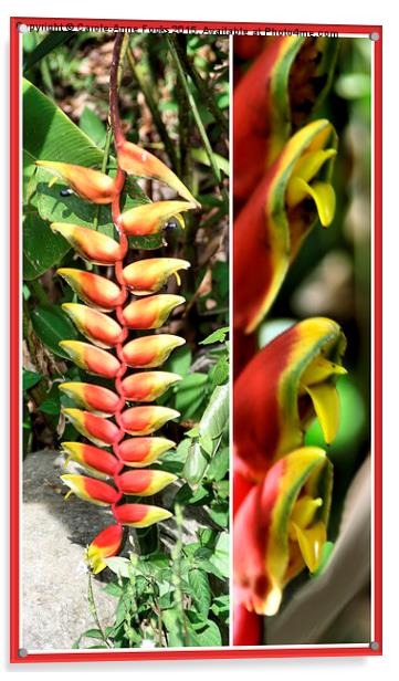  Heliconia Composite #2 Acrylic by Carole-Anne Fooks