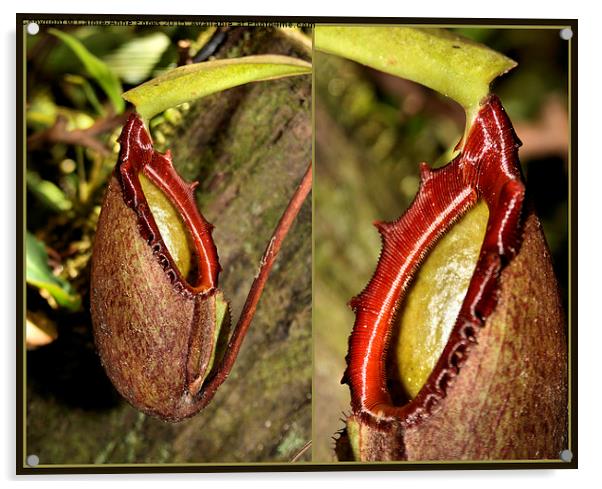  Pitcher Plant Composite Acrylic by Carole-Anne Fooks