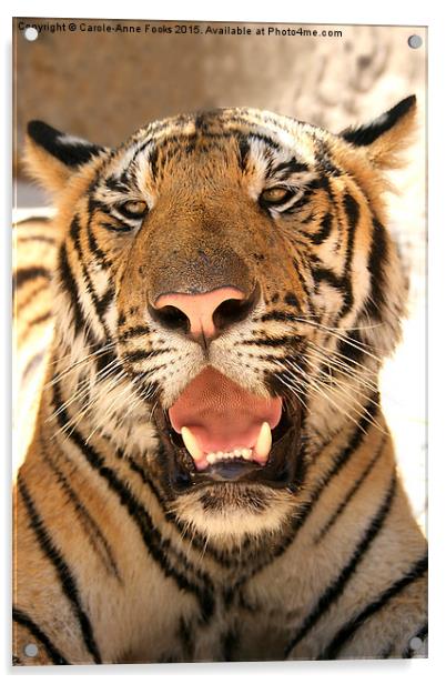  Tiger, Kanchanaburi, Thailand  Acrylic by Carole-Anne Fooks