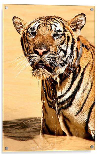  Dripping Tiger, Kanchanaburi, Thailand  Acrylic by Carole-Anne Fooks
