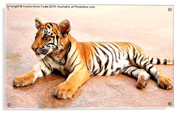  Tiger Cub, Thailand Acrylic by Carole-Anne Fooks