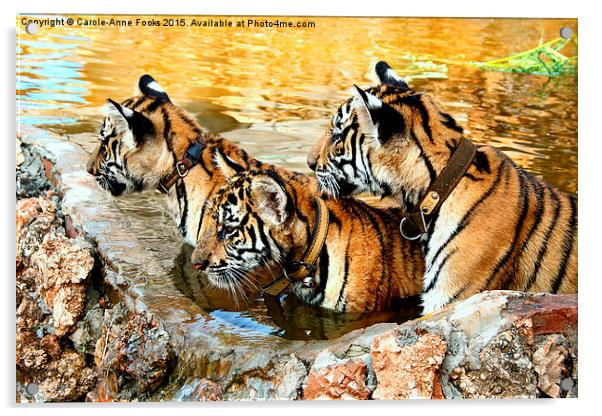  Trio of Tiger Cubs, Kanchanaburi, Thailand  Acrylic by Carole-Anne Fooks