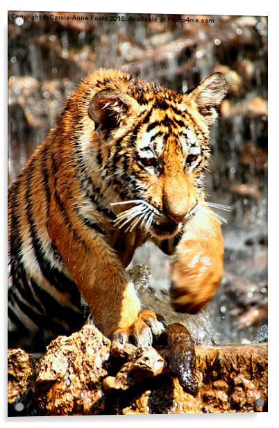  Bengal Tiger Cub Enjoying Water Play  Acrylic by Carole-Anne Fooks