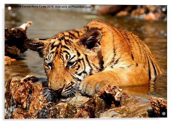  Playful Tiger Cub Acrylic by Carole-Anne Fooks