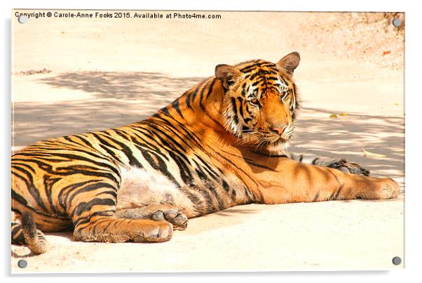 Resting Tiger Acrylic by Carole-Anne Fooks