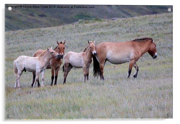  Przewalski's Horses, Mongolia Acrylic by Carole-Anne Fooks