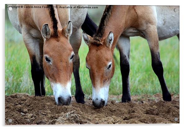   Przewalski's Horses, Mongolia Acrylic by Carole-Anne Fooks